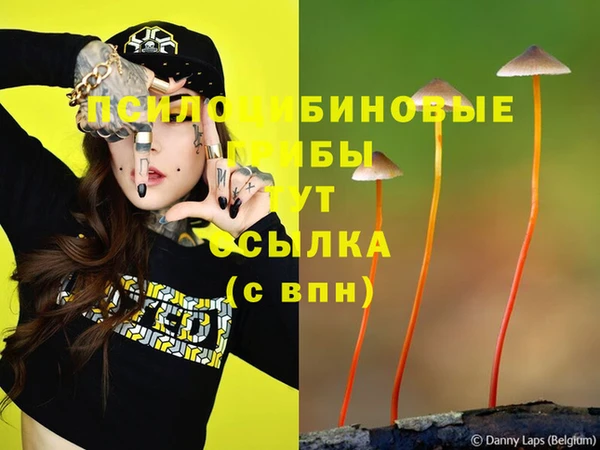 прущие грибы Баксан
